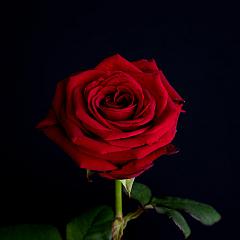 Lange rode rozen