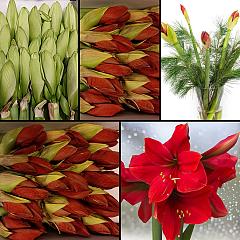 Seizoensboeket Amaryllissen