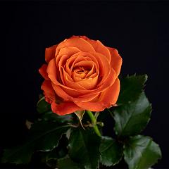 Lange rozen