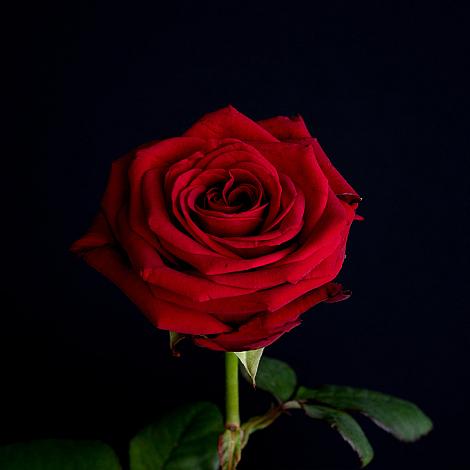 1033 1033 bloemenhof losse rozen3