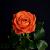 Lange rozen
