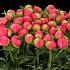 987 bloemenhof seizoensboeket pioenen